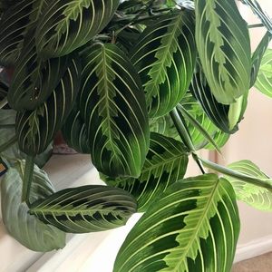 Maranta Prayer Plant Cutting
